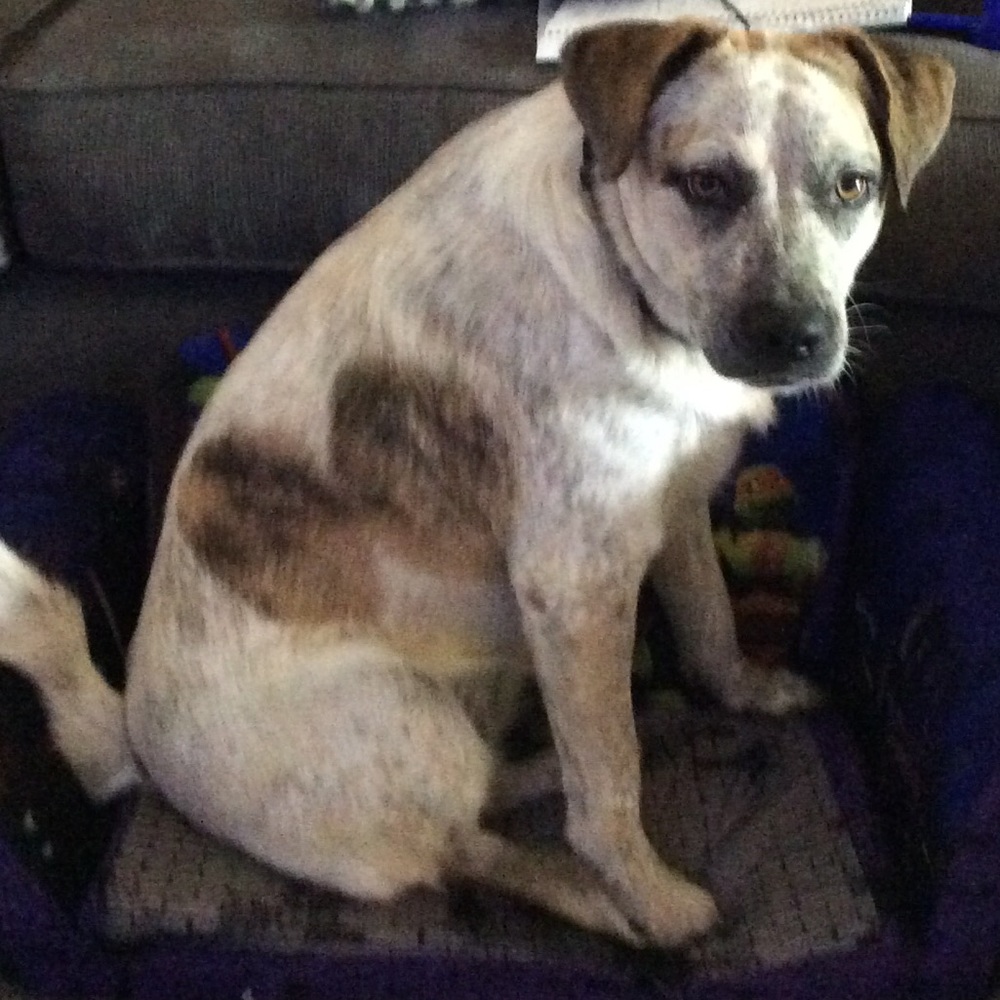 Meet your Posher, Bode